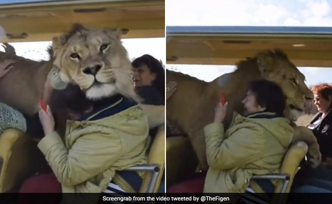 टूरिस्ट गाड़ी में घुसे शेर ने शख्स को लगाया गले, Video देख खड़े हो जाएंगे रोंगटे