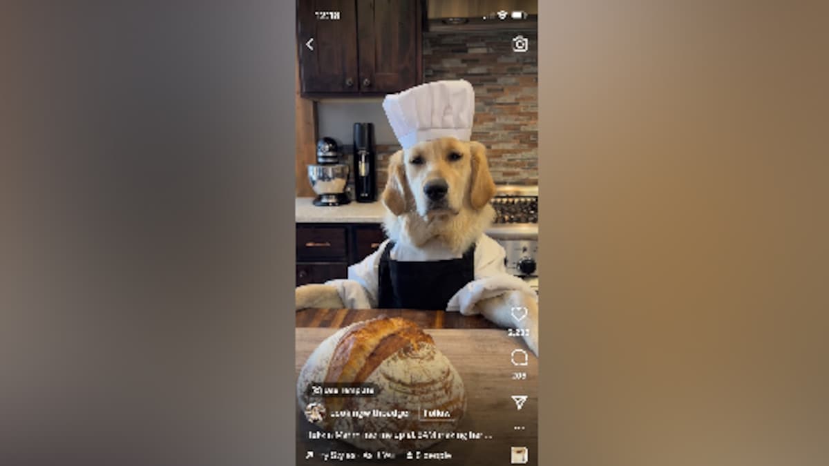 Watch Adorable Dog Chef Will Win Your Heart With Its Cooking Skills
