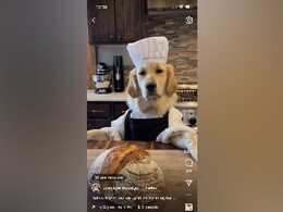 Watch: Adorable Dog Chef Will Win Your Heart With Its Cooking Skills