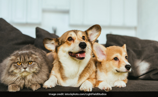 National Pet Day 2023: History And Significance Of This Day