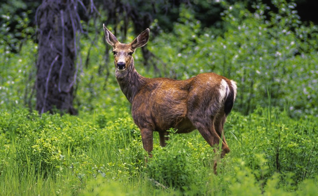 Canada Deer Being Killed By "Zombie Disease", Hunters At Risk