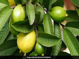 अमरूद के पत्ते खाने से मिलते हैं अनेक फायदे, वजन से लेकर बुरा कोलेस्ट्रॉल तक कम करने में है कारगर अमरूद के पत्ते खाने से मिलते हैं अनेक फायदे, वजन से लेकर बुरा कोलेस्ट्रॉल तक कम करने में है कारगर