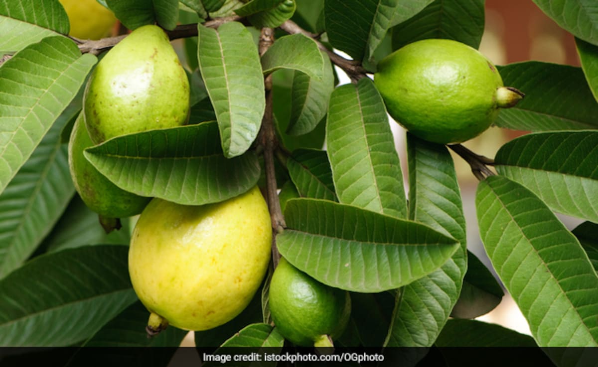 Latest and Breaking News on NDTV Latest and Breaking News on NDTV