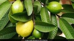 सुबह खाली पेट चबाकर खा लें ये हरी पत्तियां, फिर जो होगा वो आप सोच भी नहीं सकते