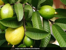 सुबह खाली पेट चबाकर खा लें ये हरी पत्तियां, फिर जो होगा वो आप सोच भी नहीं सकते सुबह खाली पेट चबाकर खा लें ये हरी पत्तियां, फिर जो होगा वो आप सोच भी नहीं सकते