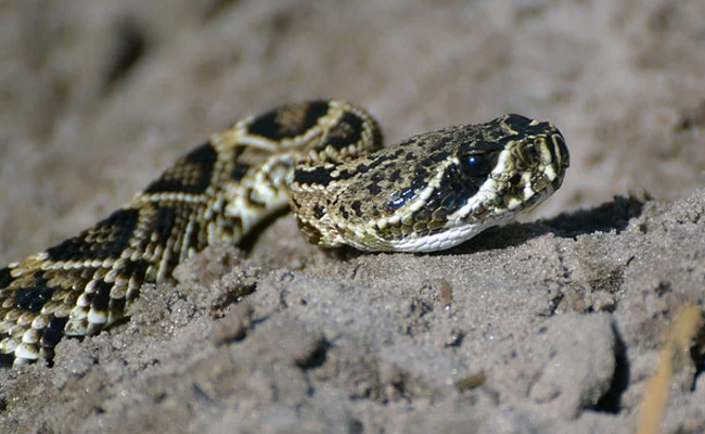 Snake Bite Leaves Texas Woman with "World's Most Painful Disorder": Report