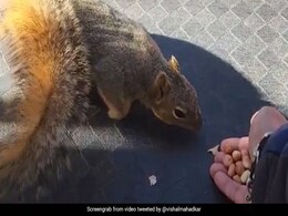 Viral Video: क्या आपने गिलहरी को कभी अपने हाथों से खिलाई है मूंगफली, अगर नहीं तो जरूर देखें फिल्ममेकर का यह वीडियो Viral Video: क्या आपने गिलहरी को कभी अपने हाथों से खिलाई है मूंगफली, अगर नहीं तो जरूर देखें फिल्ममेकर का यह वीडियो