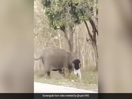 'गजराज' को आया गुस्सा, बाल-बाल बचा यह शख्स, देखें Video 'गजराज' को आया गुस्सा, बाल-बाल बचा यह शख्स, देखें Video
