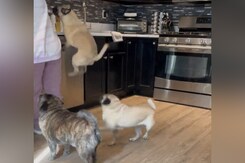 भूख से परेशान Pug ने हवा में लगाई छलांग, देखकर आपको भी नहीं होगा यकीन भूख से परेशान Pug ने हवा में लगाई छलांग, देखकर आपको भी नहीं होगा यकीन