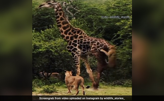 Lions Attack Vulnerable Giraffe, Video Goes Viral