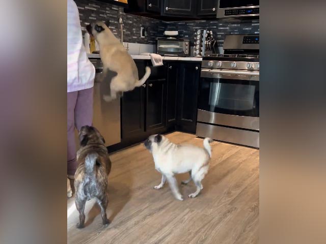 It Is Food Time And These Dogs Can't Keep Calm