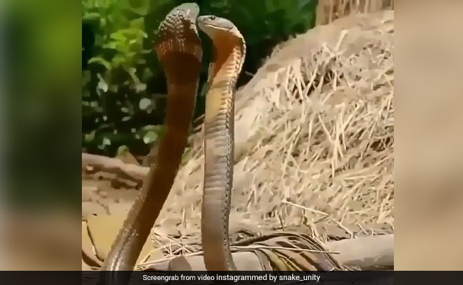 शादी वाला नागिन डांस नहीं, बल्कि असली किंग कोबरा का रोमांटिक डांस, Video देख आप भी कहेंगे- ‘गजब’