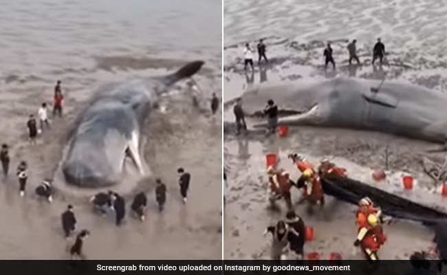 समंदर किनारे फंसी 60 टन वजनी व्हेल को बचाने में लगे 20 घंटे, देखिए रेस्क्यू का ये दिलचस्प VIDEO