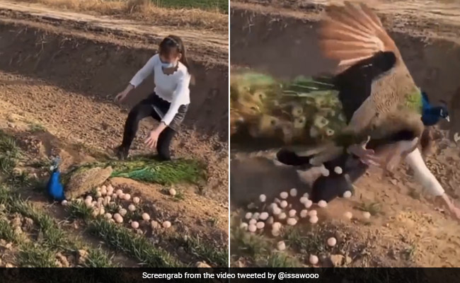 मोरनी के अंडे चुरा रही थी महिला, देखते ही मोर ने किया अटैक, उठाकर ज़मीन पर पटका और फिर... - देखें VIDEO