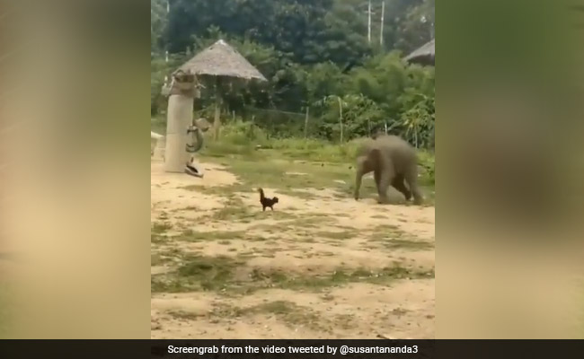 मुर्गे का पीछा करते-करते हाथी के बच्चे का हुआ बुरा हाल, खूब लगाई दौड़ लेकिन नहीं मानी हार और फिर...