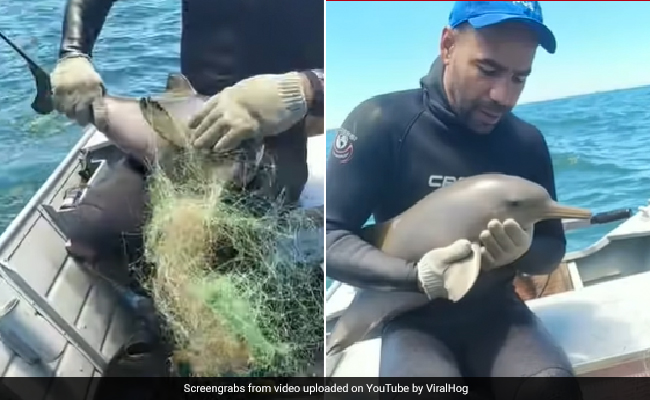छटपटाती बेबी डॉल्फिन को शख्स ने ऐसे बचाया, Video देख आप भी करेंगे तारीफ