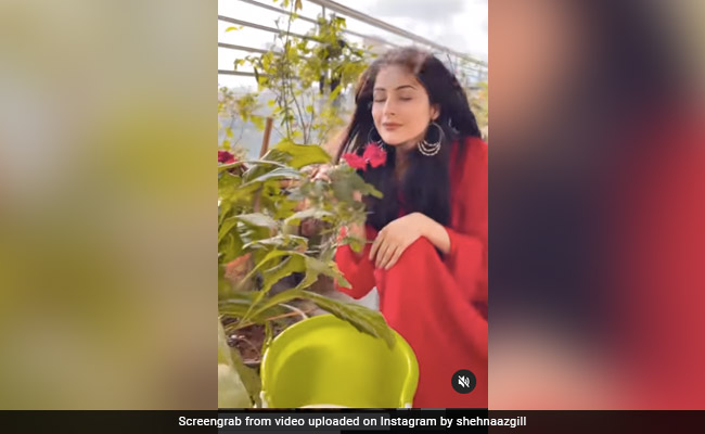 Shehnaaz Gill's New Post Is All About Celebrating Life