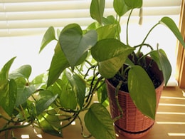 Money Plant Vastu Tips: मनी प्लांट किस दिशा में लगाएं ताकि घर में रहें सकारात्मक ऊर्जा, जानें इससे जुड़े वास्तु नियम Money Plant Vastu Tips: मनी प्लांट किस दिशा में लगाएं ताकि घर में रहें सकारात्मक ऊर्जा, जानें इससे जुड़े वास्तु नियम