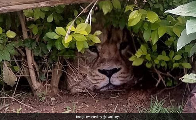 Kenya: Armed Wildlife Officers Called In After "Stray Lion" Spotted Hiding In A Hedge
