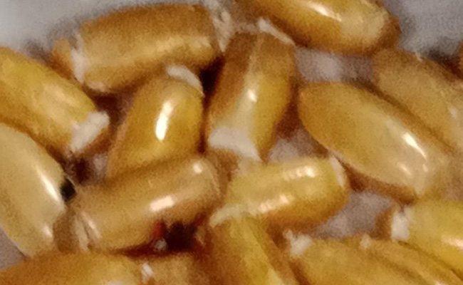 2 Women Hid 181 Cocaine Capsules In Stomach, Arrested At Delhi Airport