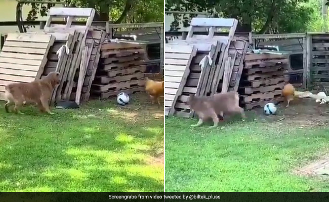 VIRAL VIDEO: मुर्गे को देख दुम दबाकर भागा Doggy, लोगों ने दिए कमाल के रिएक्शन