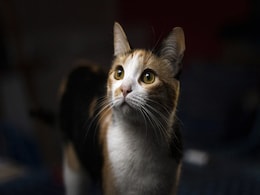 Greek Man Arrested For Kicking Cat Into Sea After Luring It To Edge Of Shore Greek Man Arrested For Kicking Cat Into Sea After Luring It To Edge Of Shore