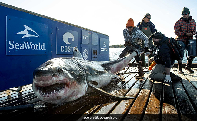 1,000-Pound Great White Shark Ironbound Spotted Near US East Coast