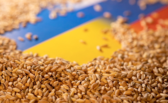 No Wheat Shortage In India: Agriculture Minister Explains Export Ban