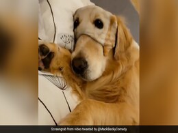 Video: खुली आंखों से गहरी नींद ले रहा है यह गोल्डन रिट्रीवर डॉग, मास्क के पीछे छिपा हुआ है राज़ Video: खुली आंखों से गहरी नींद ले रहा है यह गोल्डन रिट्रीवर डॉग, मास्क के पीछे छिपा हुआ है राज़