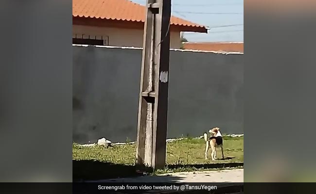 ऊंची दीवार को पार करने की कोशिश कर रहा था कुत्ता, बार-बार गिरता था नीचे, फिर जो हुआ आपको भी मिलेगी सीख