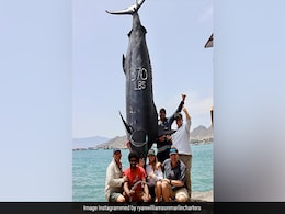 South African Fishermen Reel In Second Largest Atlantic Blue Marlin Ever Recorded South African Fishermen Reel In Second Largest Atlantic Blue Marlin Ever Recorded