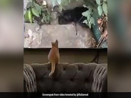 जब टेलीविजन स्क्रीन को असल समझकर चूहे को पकड़ने के लिए झपट पड़ी बिल्ली जब टेलीविजन स्क्रीन को असल समझकर चूहे को पकड़ने के लिए झपट पड़ी बिल्ली