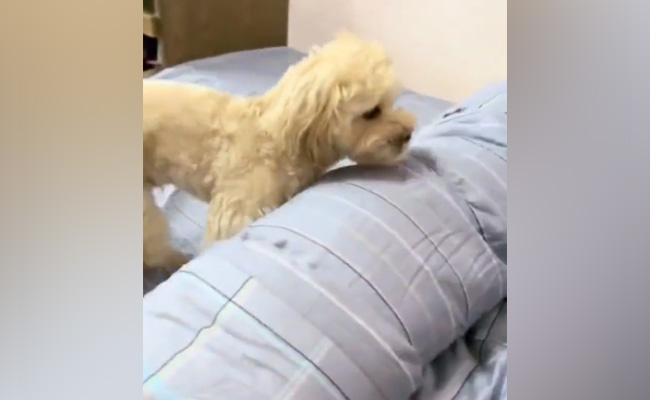 कुत्ते ने डोर लॉक किया, लाइट ऑफ की और घुस गया रजाई में, ये वेल डिसिप्लिंड डॉग जीत लेगा आपका दिल