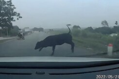 Viral Video: गलत समय पर सड़क पार करती गाय हवा में उछल गई Viral Video: गलत समय पर सड़क पार करती गाय हवा में उछल गई