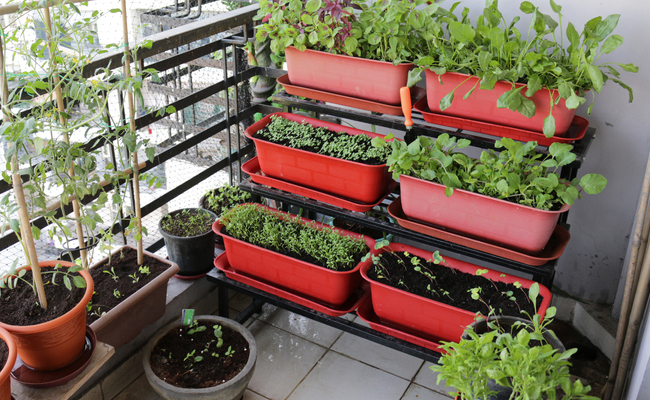 घर में पौधे उगाने में होती है दिक्कत तो ये 7 सीक्रेट आएंगे काम, लहलहाते दिखेंगे हाउस प्लांट्स