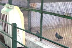 Ahmedabad Zoo Makes Special Arrangements To Keep Animals Cool Ahmedabad Zoo Makes Special Arrangements To Keep Animals Cool