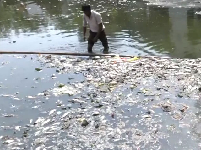 Pond Full Of Dead Fish Triggers Alarm In Bhopal, Probe Ordered