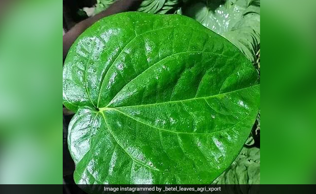 इन 4 लोगों के लिए वरदान से कम नहीं है इस हरे पत्ते का सेवन