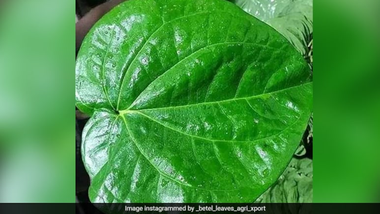 इन 4 लोगों के लिए वरदान से कम नहीं है इस हरे पत्ते का सेवन