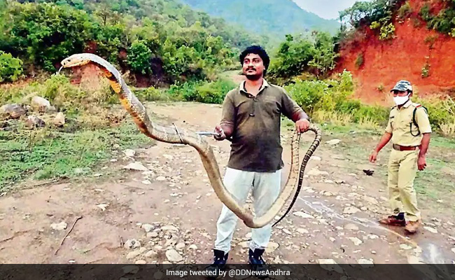 Snake Catcher Rescues 13-Foot-Long King Cobra In Andhra Pradesh