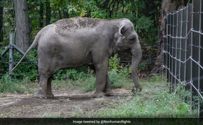 Can Elephant Be Considered A Person? US Court Hears Unique Case