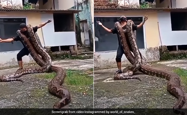 Video Of Man Dancing With Two Giant Pythons On His Shoulders Leaves Internet Stunned