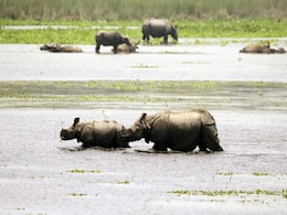 First Case Of Poachers Using Tranquilizer To Remove Rhino Horn In Assam First Case Of Poachers Using Tranquilizer To Remove Rhino Horn In Assam
