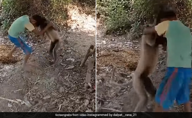 लंगूर से भिड़ गया लड़का, गुस्से में खूब उठाकर पटका, कभी नहीं देखी होगी ऐसी जबरदस्त Fight - देखें Video