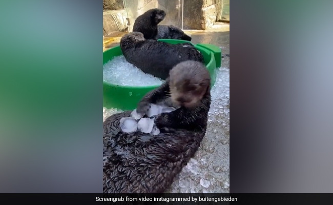 गर्मी में समुद्री ऊदबिलाव की बर्फ के साथ मस्ती देख खुश हो जाएगा आपका दिल, नेटिजेंस बोले- 'दिल्ली का भी है ऐसा ही हाल'