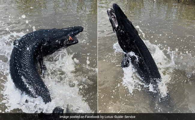 US Fishermen Catch Rarely Seen Jet Black River Beast In Texas, Internet Calls It "Terrifying"