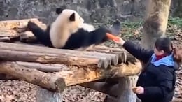 Watch: Panda Having 'Breakfast In Bed' Is Making The Internet Wish For The Same