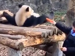 Watch: Panda Having 'Breakfast In Bed' Is Making The Internet Wish For The Same Watch: Panda Having 'Breakfast In Bed' Is Making The Internet Wish For The Same