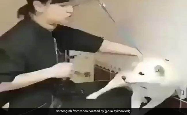 गुस्सैल कुत्ते को प्यार से पुचकार कर किया शांत, देखें दिल को छू लेने वाला वीडियो