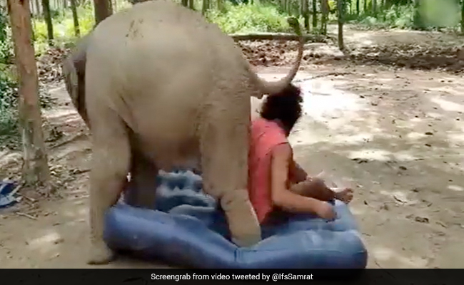 Elephant's Fight With Human For Mattress Ends In Hilarious Compromise